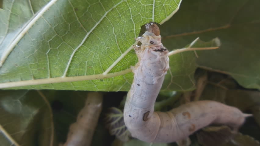 Silk Worms Eating Feeding Mulberry Leaves Stock Footage Video 5331542 Shutterstock