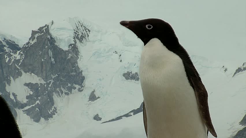 Header of Adelie penguin