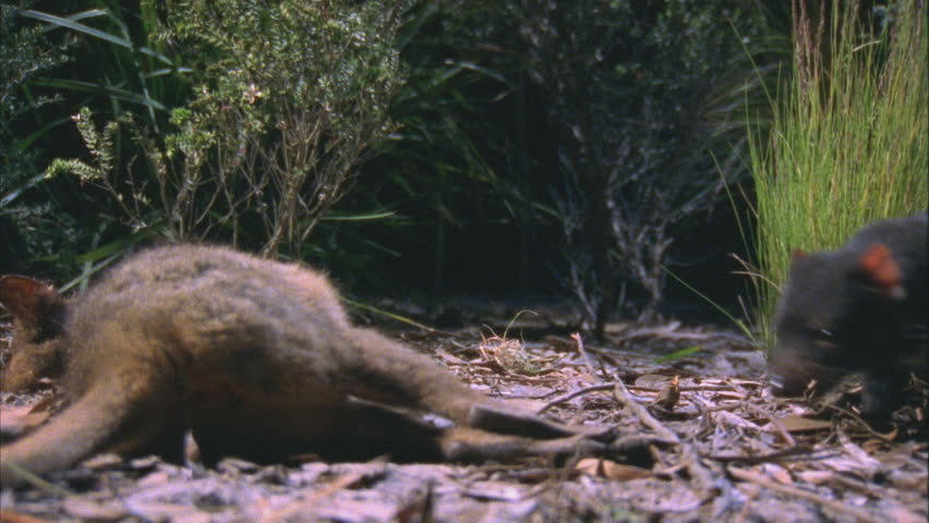 Tasmanian Devil Drags Carcass Into Bush Wallaby Carcass Tasmanian Devil