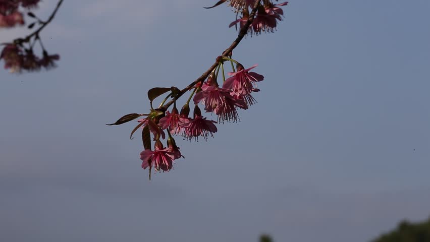 cherry tree range himalayan cherry tree or sour cherry prunus cerasoides its range extends in the cherry tree range himalayan cherry tree or sour cherry prunus cerasoides its range extends in the