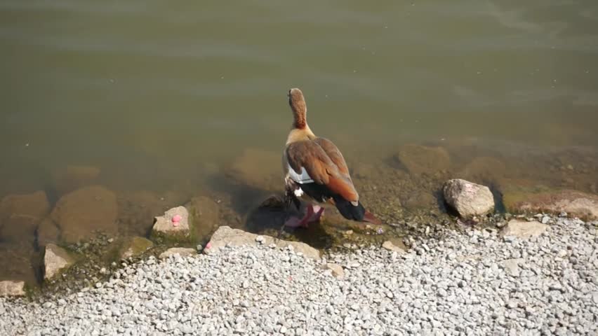 Header of Alopochen aegyptiacus