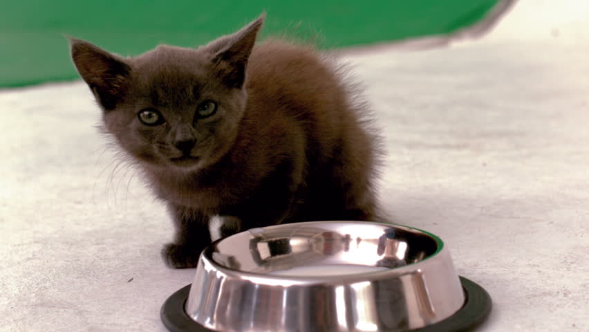 Slow Motion Cat Drinking Milk Slow Motion Cat Drinking Milk