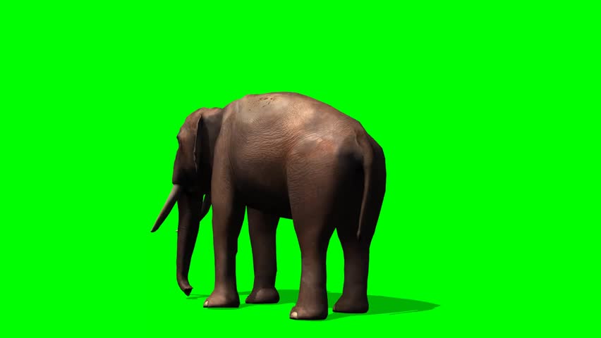 Elephant Ambles Past - Green Screen Stock Footage Video 6574859