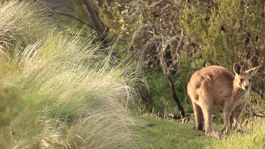 Kangaroo Sunset Australia Landscape Stock Footage Video 7146118 