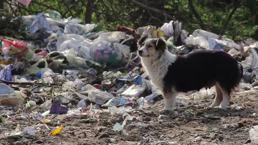 19/35 Dog Eating On Waste.Landfill Cause Environmental Pollution