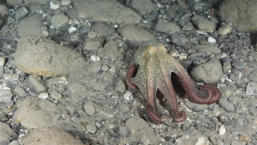 octopus that changes mood