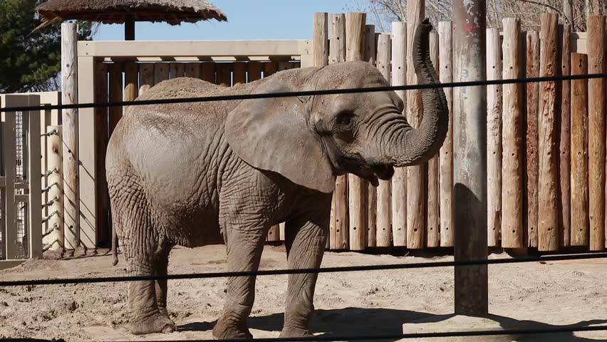 An African Elephant In Captivity At The Zoo Stock Footage Video 6097823