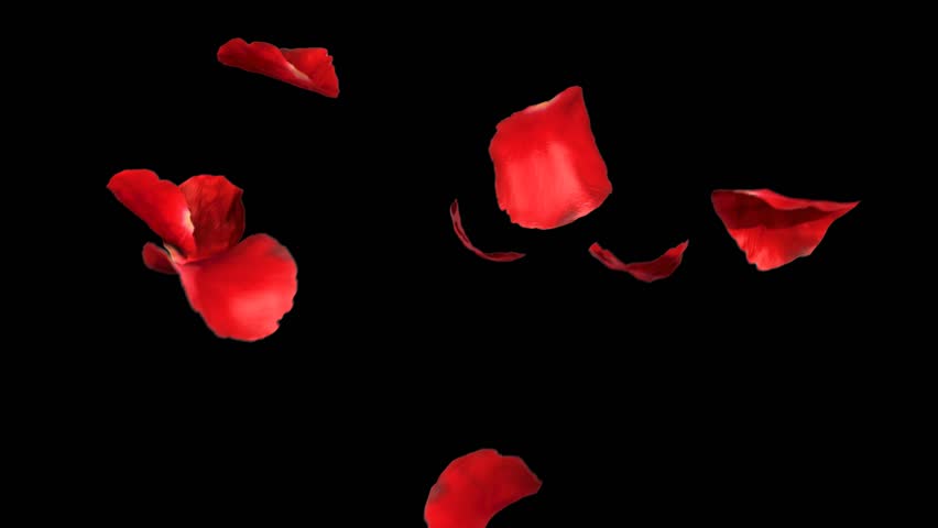 Falling Petals Roses 3d Animation On White And Black Background With