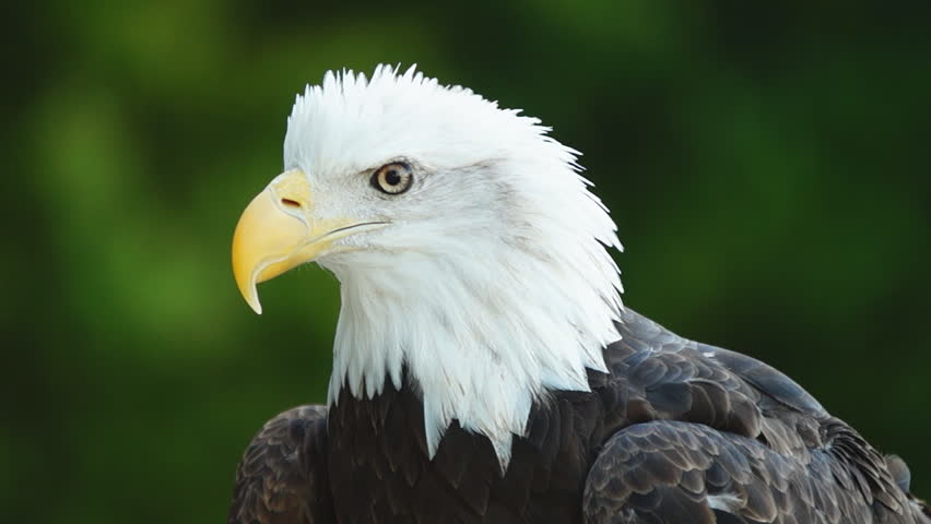 american-bald-eagle-haliaeetus-leucocephalus-is-the-national-bird-and-national-animal-of-the