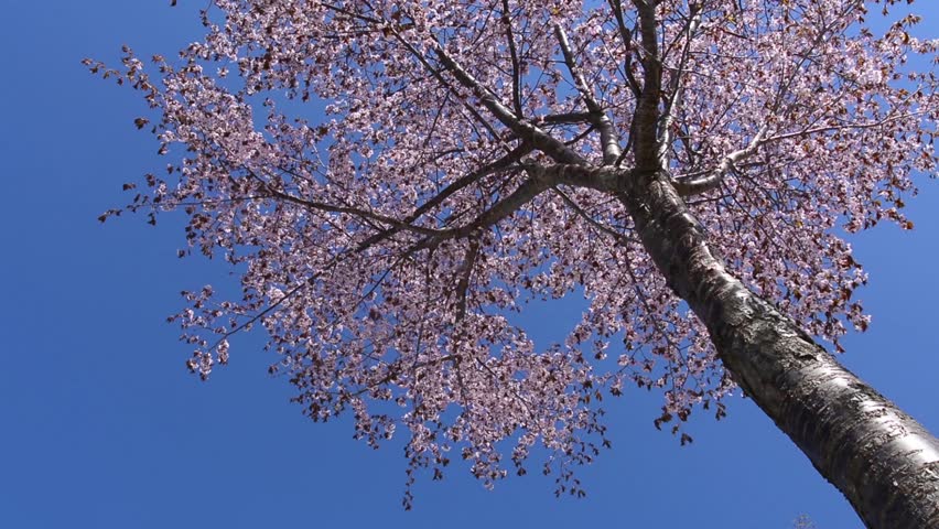 a cherry tree meaning cherry tree definition meaning a cherry tree meaning cherry tree definition meaning