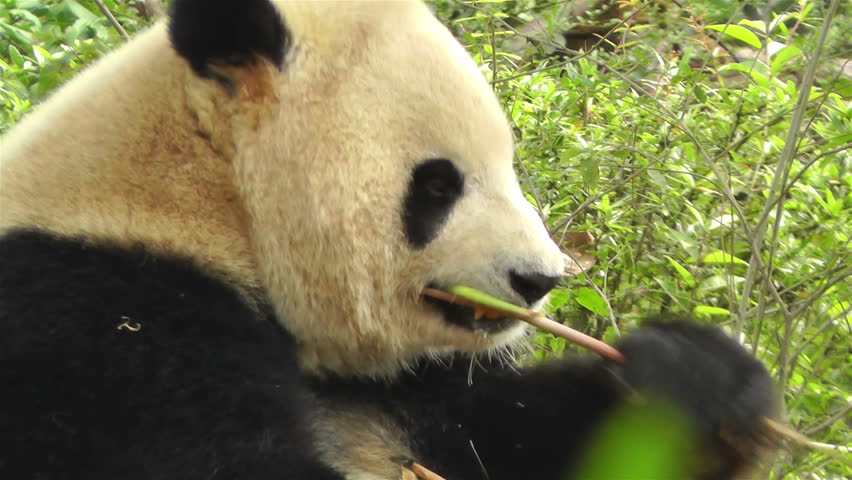 Wild Panda Bear In Qinling Mountains, China - Pandas Live Mainly In 