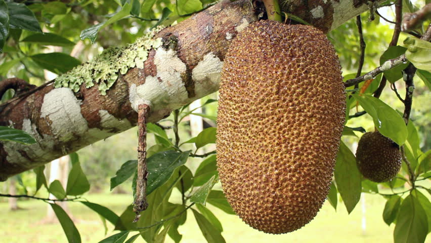 Soursop Or Guanabana (Annona Muricata) A Tropical Fruit Tree Growing In