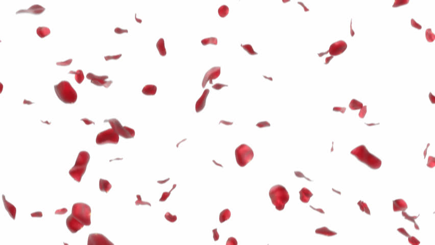 Red Rose Petals Falling Stock Footage Video 1685308 - Shutterstock