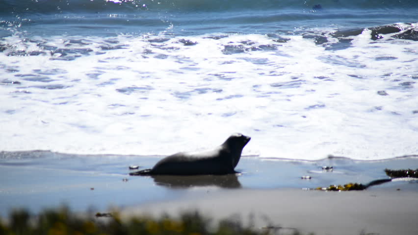 Elephant Seal Beach - San Simeon California Stock Footage Video 7281913