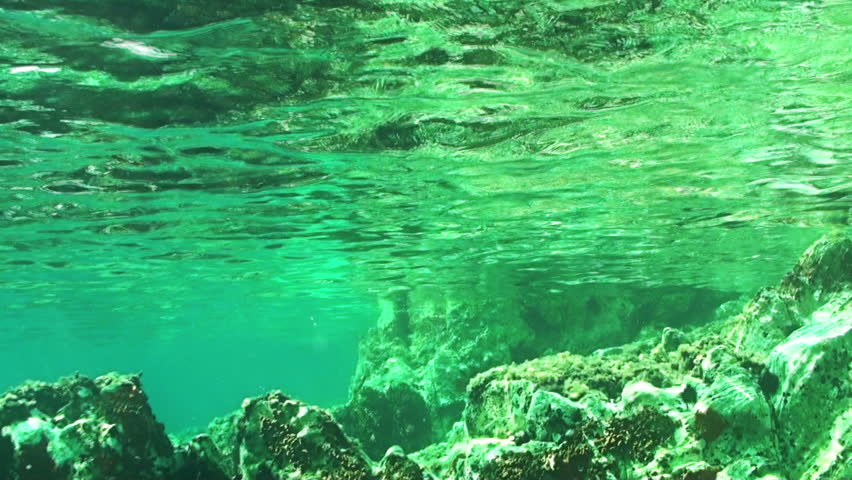 Underwater Footage. View From Underwater Reefs. Two Fish Species 