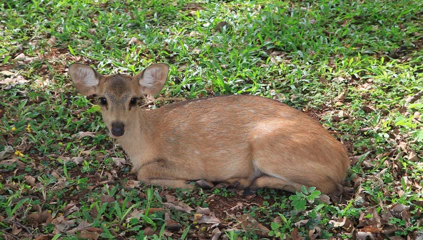 deer laying down in a zoo stock footage video 7421359 deer laying down in a zoo stock footage video 7421359