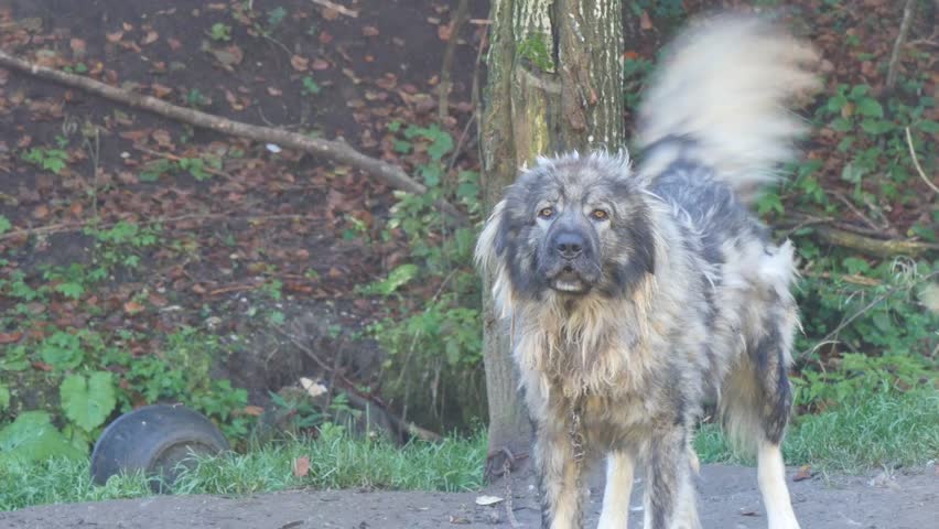 big barking big angry barking in the forest stock footage 7733878 big barking big angry barking in the forest stock footage 7733878