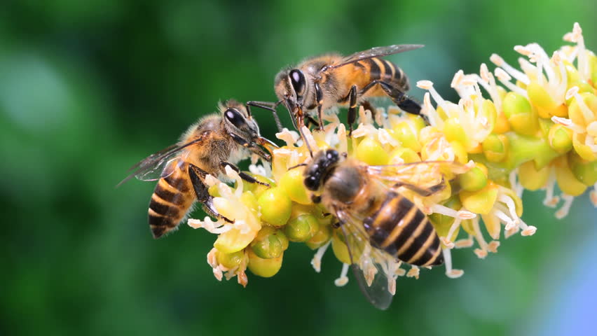 you can watch me masturbate bees suck up nector