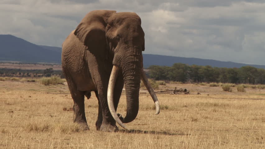 An elephant with very long tusks. - HD stock footage clip