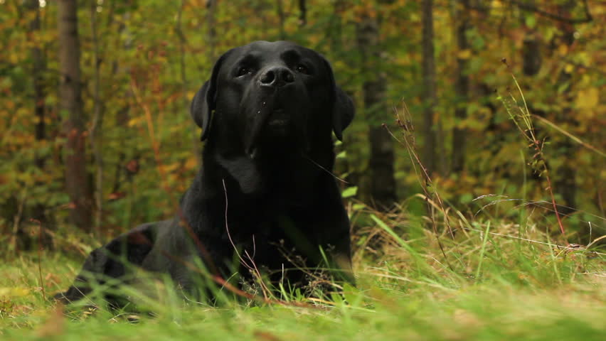 Dog Black Labrador Retriever Relaxing In The Autumn Forest Lounging