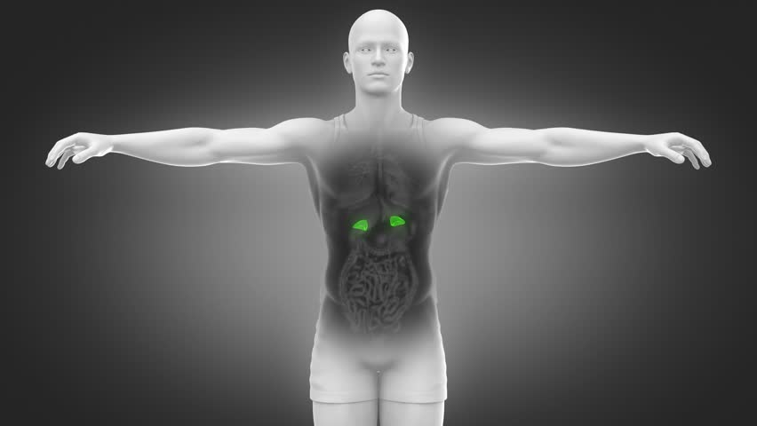 Header of Adrenal