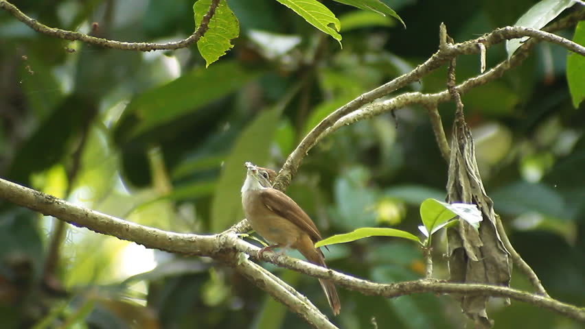Header of Alophoixus ochraceus