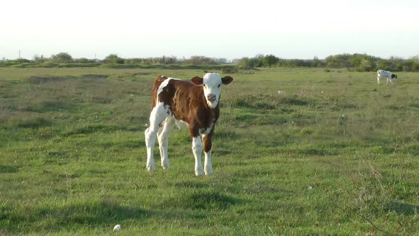 Header of calf