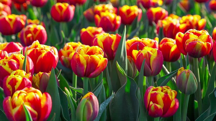 tulips bed farm hd tulips farm near the creil town beautiful morning scenery in netherlands europe exported from tulips bed farm hd tulips farm near the creil town beautiful morning scenery in netherlands europe exported from