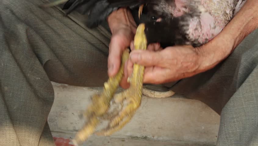 Big dick tranys First dick in ass