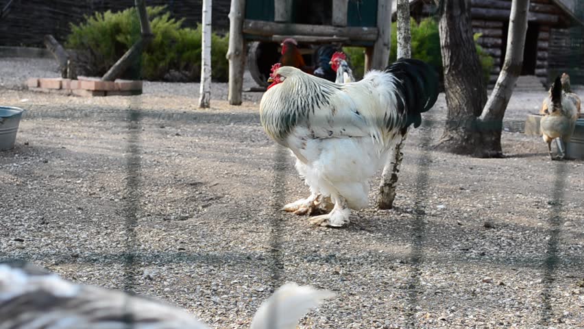 Laying Hen Chicken Free Range On Working Farm. Stock Footage Video ...