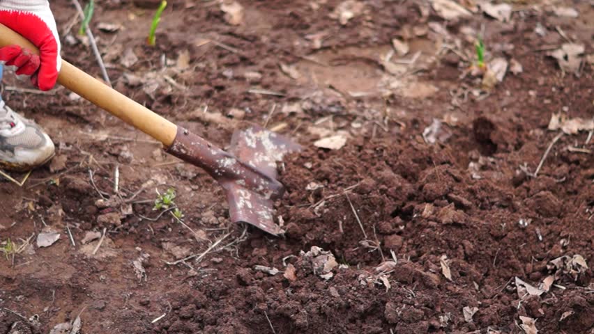 A Man Digs A Hole In The Midst Of The Wasteland Forest Around