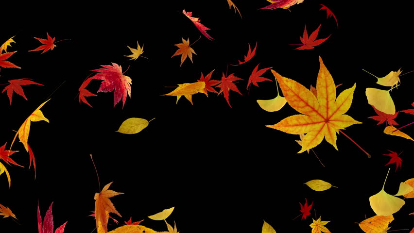 Autumn Falling Flying Leaves With Alpha Stock Footage Video 544591 ...