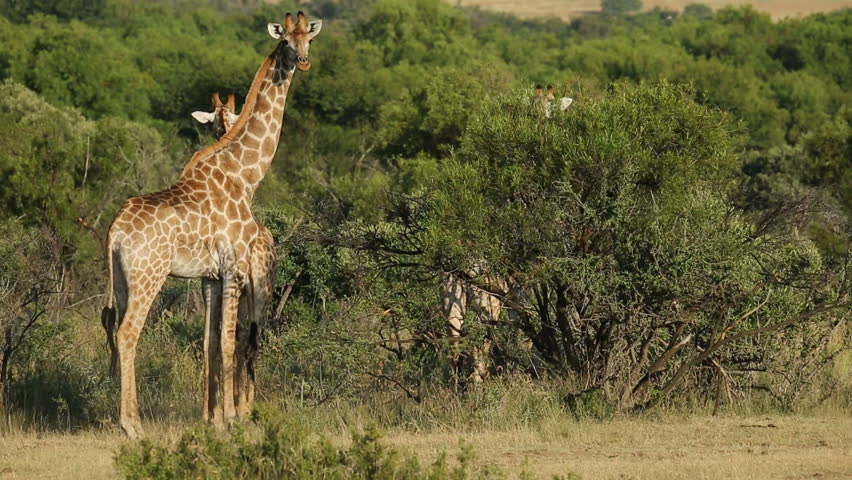 A Group Of Giraffes (Giraffa Camelopardalis) In Natural Habitat, South ...