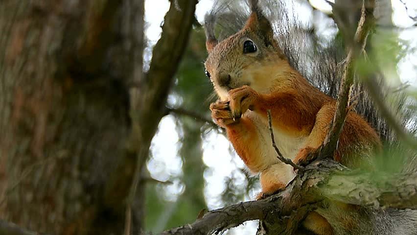Squirrel Gnaws Nuts Stock Footage Video 5176232 - Shutterstock