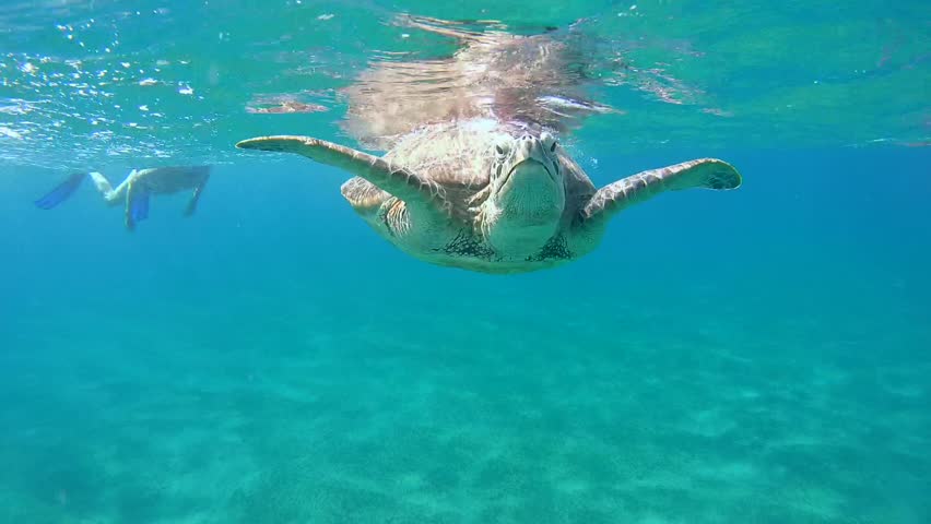 Underwater Shot Of A Sea Turtle Surfacing For A Breath Of Air In The ...