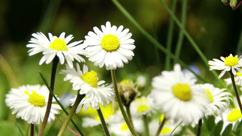 4K Oxeye Daisy Leucanthemum Vulgare At Spring 4K 3840x2160 Ultra High ...