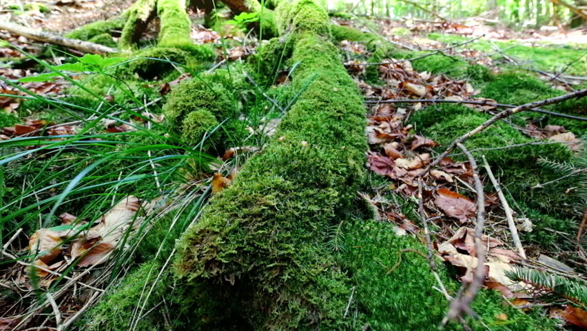 Old Mossy Tree Stump In Deep Evergreen Highland Forest At Carpathian ...