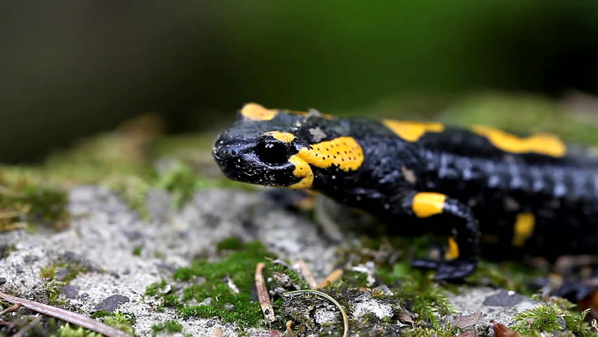 The Bright Yellow And Black Spotted Salamander, Ambystoma Maculatum ...