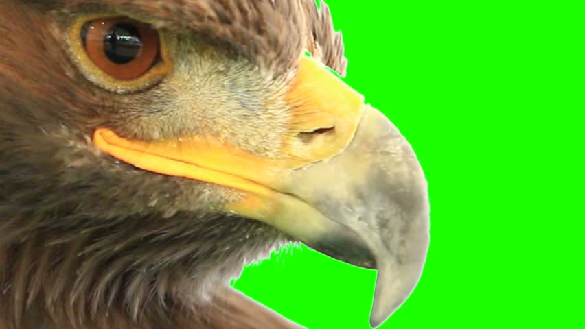 4K. Golden Eagle Green Screen On Green Background. Video Ultra HD ...