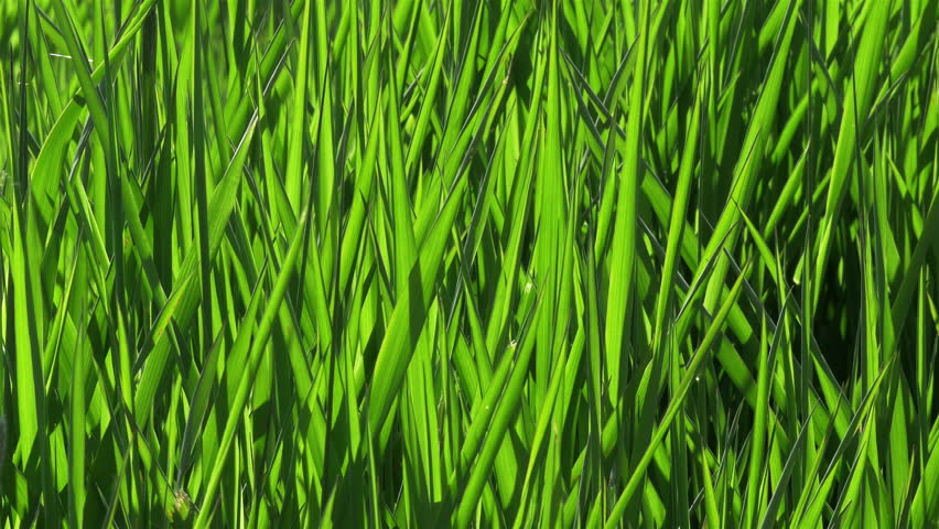 Moving Grass Stock Footage Video 636871 - Shutterstock