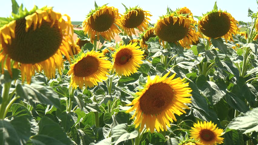 Young Couple In Love Kissing In Sunflower Field Stock Footage Video ...