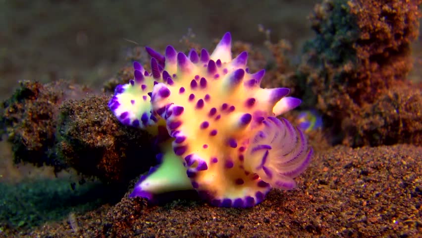 Close-up Zomming Out Beautiful Bright Purple Yellow Nudibranch Stock ...