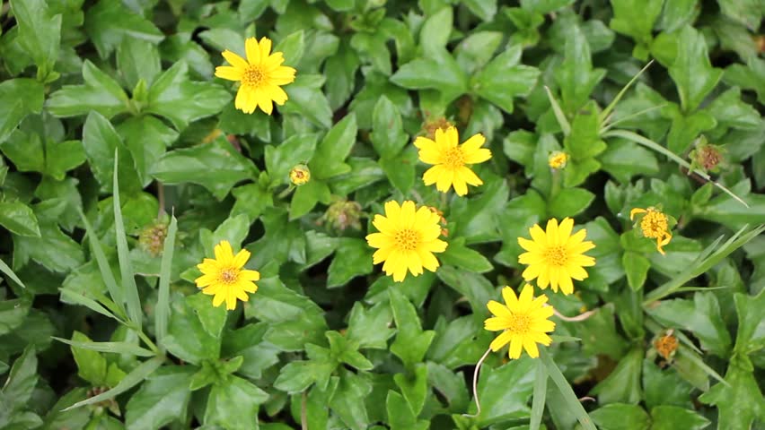 Climbing Wedelia Or Creeping Daisy Or Singapore Daisy (Wedelia ...