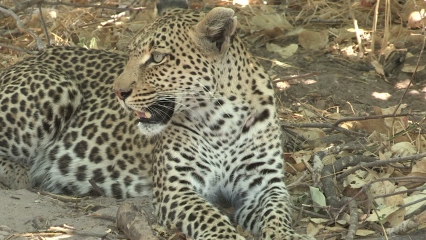 Leopard Lying Down On A White Background Stock Footage Video 940147 ...