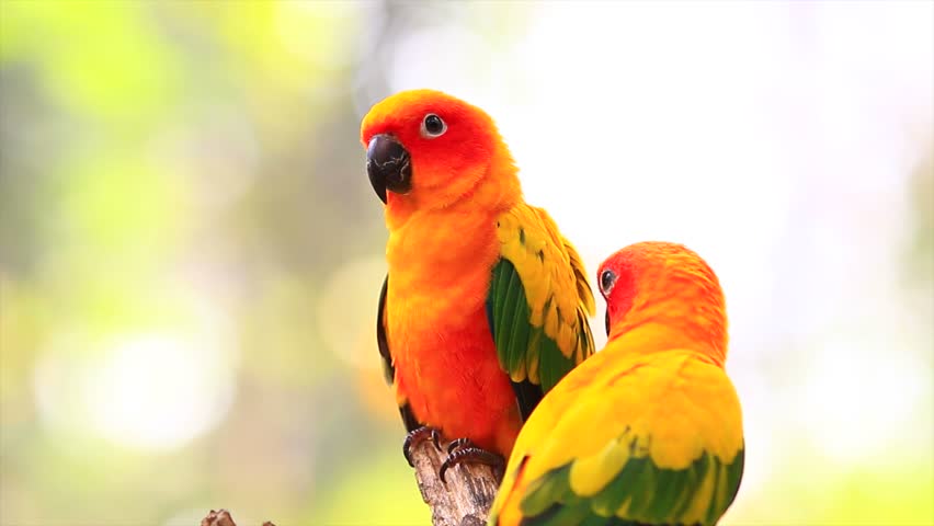 Sun Conure Parrot Stock Footage Video 4001851 - Shutterstock