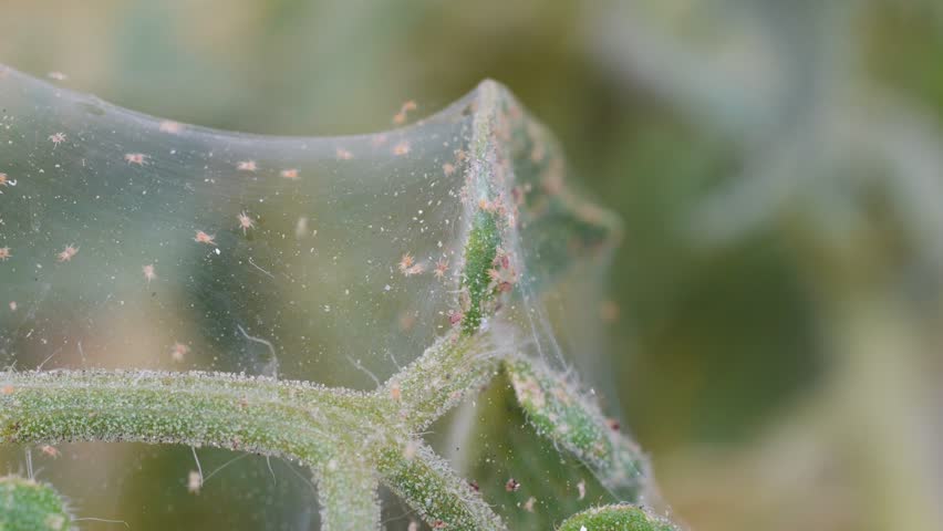 Close Up Of Colony Of Spider Mites On Tomato Plant Stock Footage Video ...