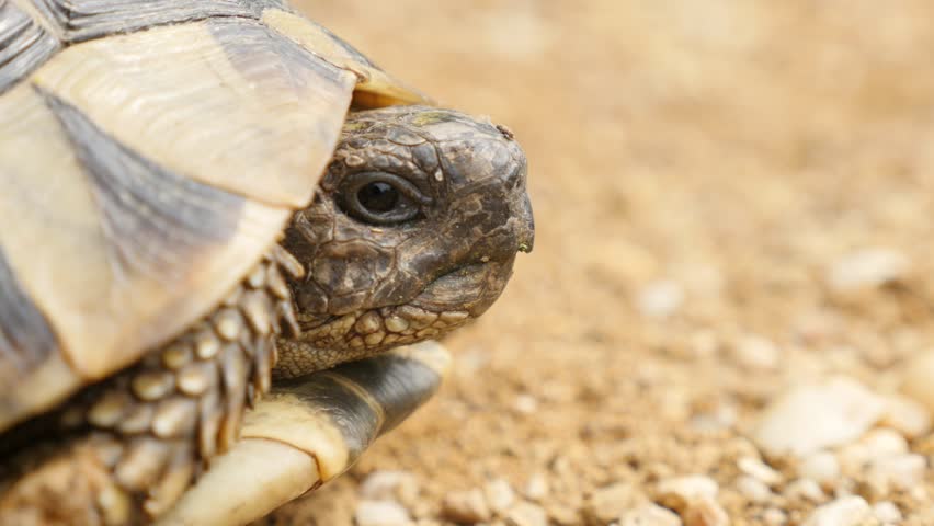 Testudo Hermanni Turtle Hiding Head In Armor 4K 2160p UltraHD Footage ...