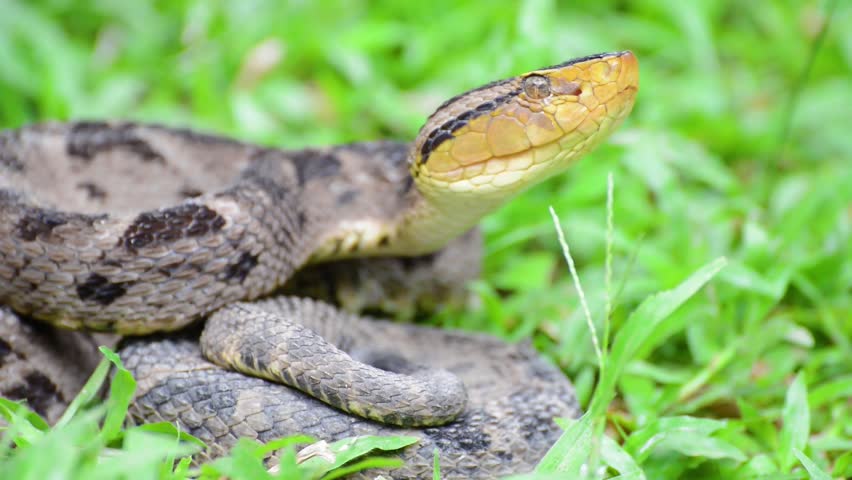 Close Up Of A Very Venomous Jumping Pit Viper Getting Ready To Strike ...