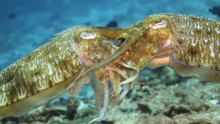 Cuttlefish Color Display : Cuttlefish: Overview, Description, And Facts ...