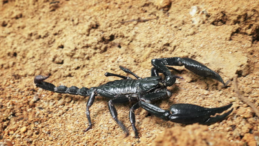 Toxic And Venomous Spider - Giant Asian Scorpion Creeps Near Dead Wood ...